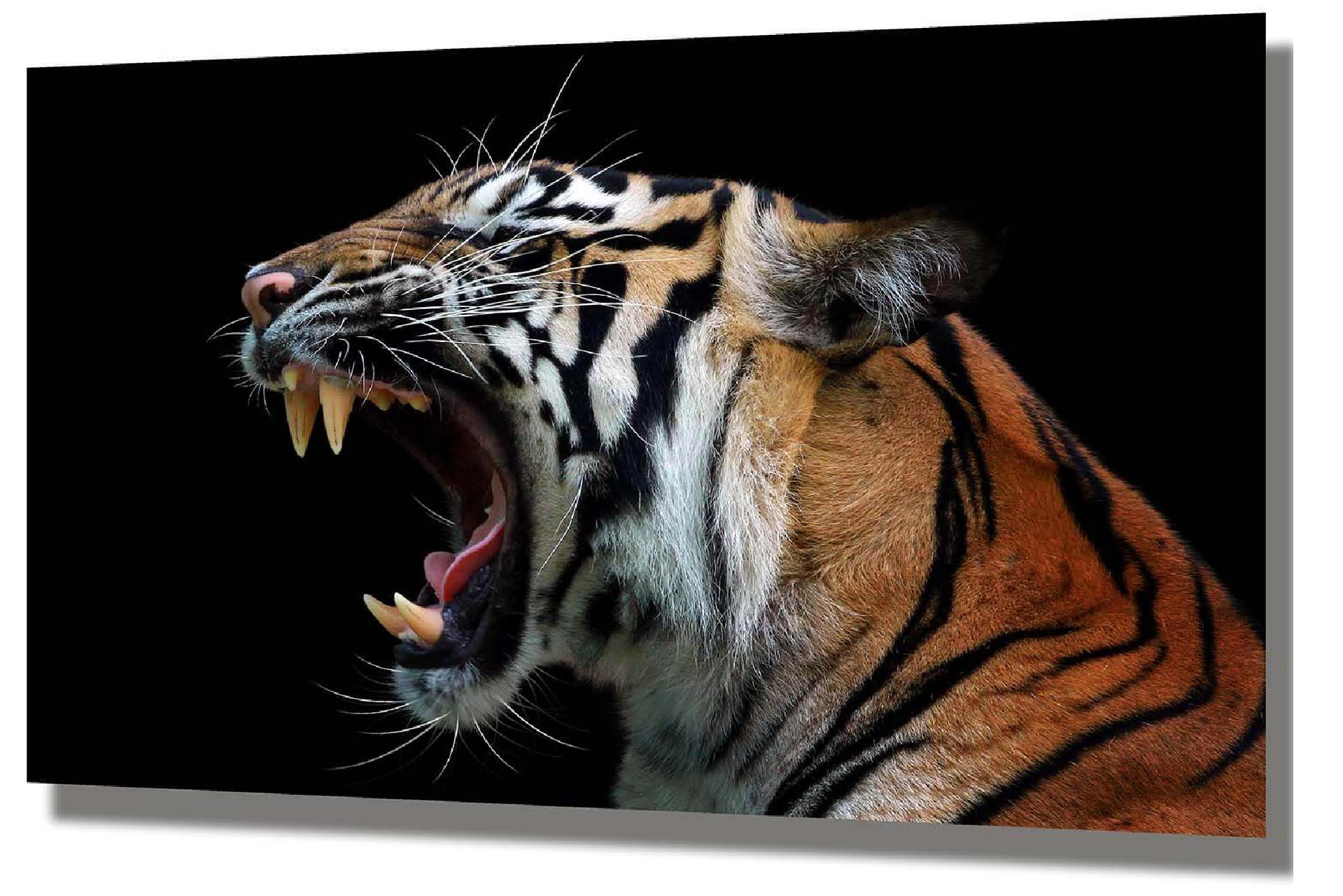 Wandbild Sumatra Tiger - Aluminium - Tigerkopf - schwarzer Hintergrund - Premium FineArt Alubild matt - inkl. Wandhalterung