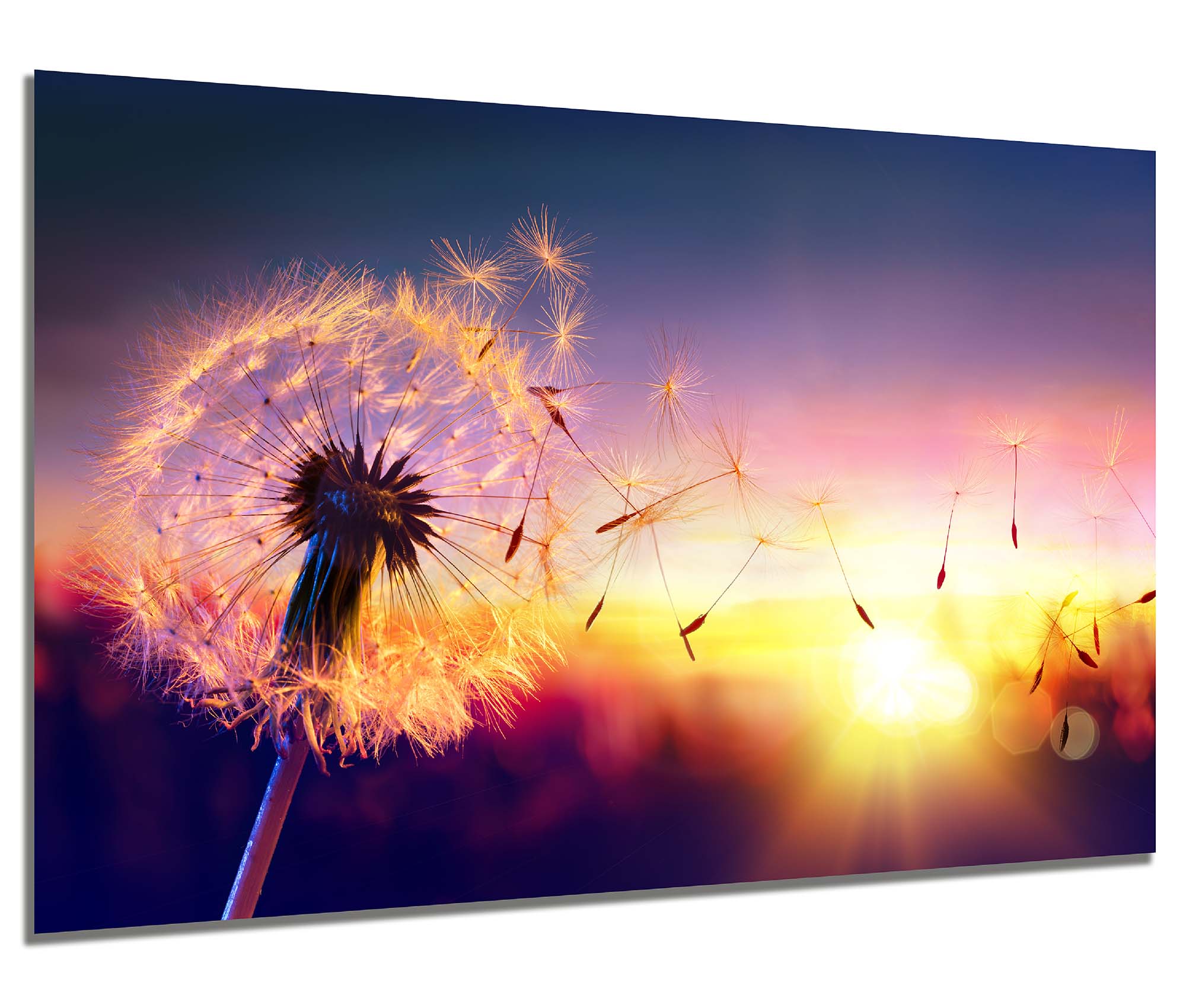 Wandbild Pusteblume - Sonnenaufgang - aus Aluminium - FineArt matt - Alubild inkl. Wandhalterung